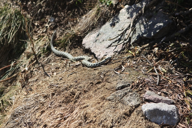 vipera berus